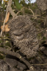 Banksia lemanniana