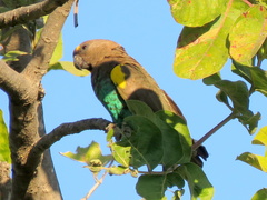 Poicephalus meyeri damarensis