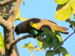 Poicephalus meyeri damarensis
