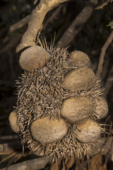 Banksia lemanniana