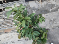 Ficus virens