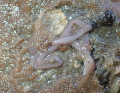 Baseodiscus delineatus