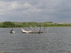 Microcarbo pygmaeus