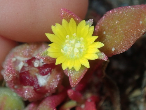 Cleretum papulosum (Cleretum papulosum)