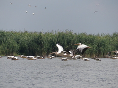 Pelecanus onocrotalus