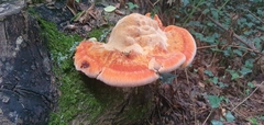 Inonotus hispidus