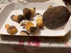 Boletus aereus