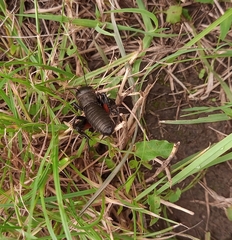 Gryllus campestris
