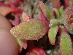 Cleretum papulosum