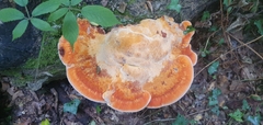 Inonotus hispidus