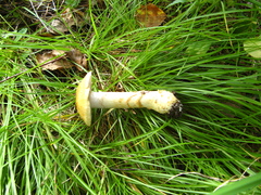 Cortinarius triumphans