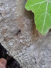 Crematogaster scutellaris