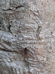 Crematogaster scutellaris