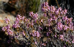 Erica inaequalis