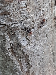 Crematogaster scutellaris