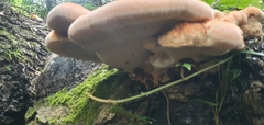 Inonotus hispidus
