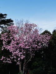 Magnolia liliiflora