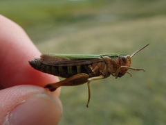Omocestus viridulus