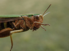 Omocestus viridulus