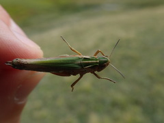 Omocestus viridulus