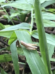 Orthoptera