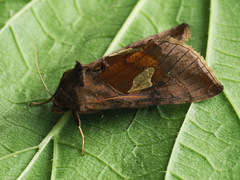 Autographa bractea