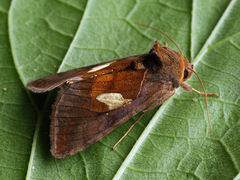 Autographa bractea