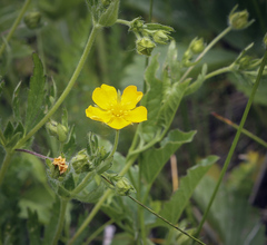 Potentilla thuringiaca