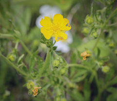 Potentilla thuringiaca