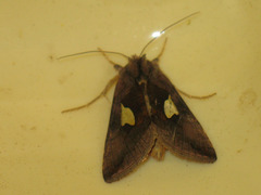 Autographa bractea