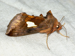 Autographa bractea
