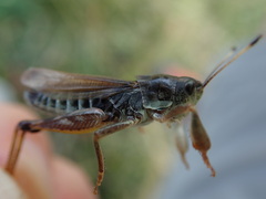 Gomphocerus sibiricus