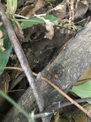 Oecophylla smaragdina