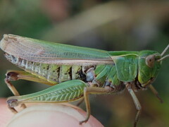 Omocestus viridulus