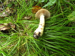 Cortinarius triumphans