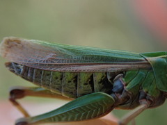 Omocestus viridulus