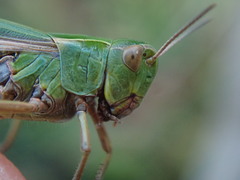 Omocestus viridulus