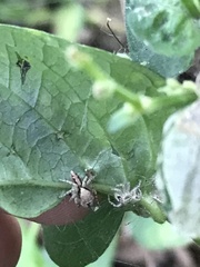 Cytaea