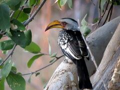 Tockus leucomelas leucomelas