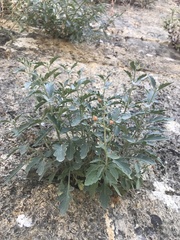 Scrophularia rupestris