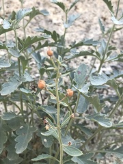 Scrophularia rupestris