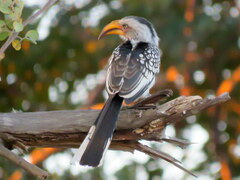 Tockus leucomelas leucomelas