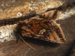Autographa excelsa