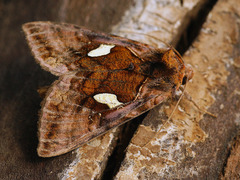 Autographa excelsa
