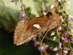 Autographa excelsa