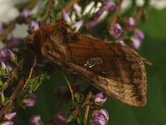 Autographa excelsa