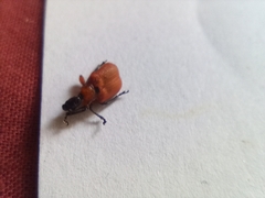 Apoderus coryli