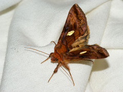 Autographa excelsa