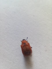 Apoderus coryli