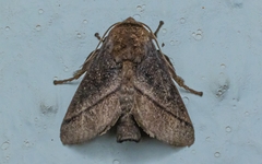 Limacodidae